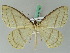  ( - BC ZSM Lep 44178)  @14 [ ] CreativeCommons - Attribution Non-Commercial Share-Alike (2010) Axel Hausmann/Bavarian State Collection of Zoology (ZSM) SNSB, Zoologische Staatssammlung Muenchen