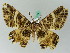  ( - BC ZSM Lep 44190)  @13 [ ] CreativeCommons - Attribution Non-Commercial Share-Alike (2010) Axel Hausmann/Bavarian State Collection of Zoology (ZSM) SNSB, Zoologische Staatssammlung Muenchen