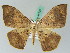  (Epigynopteryx maculosata - BC ZSM Lep 44193)  @14 [ ] CreativeCommons - Attribution Non-Commercial Share-Alike (2010) Axel Hausmann/Bavarian State Collection of Zoology (ZSM) SNSB, Zoologische Staatssammlung Muenchen