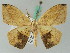  ( - BC ZSM Lep 44194)  @14 [ ] CreativeCommons - Attribution Non-Commercial Share-Alike (2010) Axel Hausmann/Bavarian State Collection of Zoology (ZSM) SNSB, Zoologische Staatssammlung Muenchen