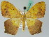  (Epigynopteryx commixta - BC ZSM Lep 44195)  @14 [ ] CreativeCommons - Attribution Non-Commercial Share-Alike (2010) Axel Hausmann/Bavarian State Collection of Zoology (ZSM) SNSB, Zoologische Staatssammlung Muenchen