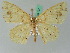  (Epigynopteryx termininota - BC ZSM Lep 44197)  @15 [ ] CreativeCommons - Attribution Non-Commercial Share-Alike (2010) Axel Hausmann/Bavarian State Collection of Zoology (ZSM) SNSB, Zoologische Staatssammlung Muenchen