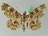  ( - BC ZSM Lep 44205)  @14 [ ] CreativeCommons - Attribution Non-Commercial Share-Alike (2010) Axel Hausmann/Bavarian State Collection of Zoology (ZSM) SNSB, Zoologische Staatssammlung Muenchen