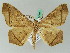  ( - BC ZSM Lep 44216)  @11 [ ] CreativeCommons - Attribution Non-Commercial Share-Alike (2010) Axel Hausmann/Bavarian State Collection of Zoology (ZSM) SNSB, Zoologische Staatssammlung Muenchen