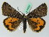  (Boudinotiana - BC ZSM Lep 44222)  @14 [ ] CreativeCommons - Attribution Non-Commercial Share-Alike (2010) Axel Hausmann/Bavarian State Collection of Zoology (ZSM) SNSB, Zoologische Staatssammlung Muenchen