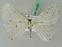  ( - BC ZSM Lep 44223)  @13 [ ] CreativeCommons - Attribution Non-Commercial Share-Alike (2010) Axel Hausmann/Bavarian State Collection of Zoology (ZSM) SNSB, Zoologische Staatssammlung Muenchen