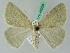  ( - BC ZSM Lep 44224)  @13 [ ] CreativeCommons - Attribution Non-Commercial Share-Alike (2010) Axel Hausmann/Bavarian State Collection of Zoology (ZSM) SNSB, Zoologische Staatssammlung Muenchen