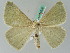  ( - BC ZSM Lep 44226)  @14 [ ] CreativeCommons - Attribution Non-Commercial Share-Alike (2010) Axel Hausmann/Bavarian State Collection of Zoology (ZSM) SNSB, Zoologische Staatssammlung Muenchen