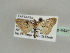  ( - BC ZSM Lep 44417)  @12 [ ] CreativeCommons - Attribution Non-Commercial Share-Alike (2010) Axel Hausmann/Bavarian State Collection of Zoology (ZSM) SNSB, Zoologische Staatssammlung Muenchen