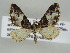  ( - BC ZSM Lep 44418)  @13 [ ] CreativeCommons - Attribution Non-Commercial Share-Alike (2010) Axel Hausmann/Bavarian State Collection of Zoology (ZSM) SNSB, Zoologische Staatssammlung Muenchen