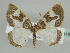  ( - BC ZSM Lep 44419)  @11 [ ] CreativeCommons - Attribution Non-Commercial Share-Alike (2010) Axel Hausmann/Bavarian State Collection of Zoology (ZSM) SNSB, Zoologische Staatssammlung Muenchen