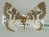  (Asthenotricha sjostedti - BC ZSM Lep 44420)  @14 [ ] CreativeCommons - Attribution Non-Commercial Share-Alike (2010) Axel Hausmann/Bavarian State Collection of Zoology (ZSM) SNSB, Zoologische Staatssammlung Muenchen