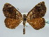  (Gonotides - BC ZSM Lep 44424)  @14 [ ] CreativeCommons - Attribution Non-Commercial Share-Alike (2010) Axel Hausmann/Bavarian State Collection of Zoology (ZSM) SNSB, Zoologische Staatssammlung Muenchen