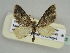  ( - BC ZSM Lep 44425)  @12 [ ] CreativeCommons - Attribution Non-Commercial Share-Alike (2010) Axel Hausmann/Bavarian State Collection of Zoology (ZSM) SNSB, Zoologische Staatssammlung Muenchen