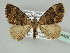  ( - BC ZSM Lep 44426)  @14 [ ] CreativeCommons - Attribution Non-Commercial Share-Alike (2010) Axel Hausmann/Bavarian State Collection of Zoology (ZSM) SNSB, Zoologische Staatssammlung Muenchen