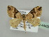  ( - BC ZSM Lep 44429)  @14 [ ] CreativeCommons - Attribution Non-Commercial Share-Alike (2010) Axel Hausmann/Bavarian State Collection of Zoology (ZSM) SNSB, Zoologische Staatssammlung Muenchen
