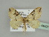  ( - BC ZSM Lep 44431)  @14 [ ] CreativeCommons - Attribution Non-Commercial Share-Alike (2010) Axel Hausmann/Bavarian State Collection of Zoology (ZSM) SNSB, Zoologische Staatssammlung Muenchen