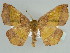  (Cophophlebia olivata - BC ZSM Lep 44438)  @13 [ ] CreativeCommons - Attribution Non-Commercial Share-Alike (2010) Axel Hausmann/Bavarian State Collection of Zoology (ZSM) SNSB, Zoologische Staatssammlung Muenchen
