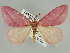  (Rhodophthitus - BC ZSM Lep 44439)  @15 [ ] CreativeCommons - Attribution Non-Commercial Share-Alike (2010) Axel Hausmann/Bavarian State Collection of Zoology (ZSM) SNSB, Zoologische Staatssammlung Muenchen