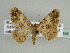  ( - BC ZSM Lep 44448)  @11 [ ] CreativeCommons - Attribution Non-Commercial Share-Alike (2010) Axel Hausmann/Bavarian State Collection of Zoology (ZSM) SNSB, Zoologische Staatssammlung Muenchen
