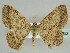  (Isturgia supergressa - BC ZSM Lep 44453)  @14 [ ] CreativeCommons - Attribution Non-Commercial Share-Alike (2010) Axel Hausmann/Bavarian State Collection of Zoology (ZSM) SNSB, Zoologische Staatssammlung Muenchen