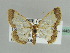  (Zamarada denticatella - BC ZSM Lep 44459)  @14 [ ] CreativeCommons - Attribution Non-Commercial Share-Alike (2010) Axel Hausmann/Bavarian State Collection of Zoology (ZSM) SNSB, Zoologische Staatssammlung Muenchen