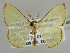  ( - BC ZSM Lep 44460)  @14 [ ] CreativeCommons - Attribution Non-Commercial Share-Alike (2010) Axel Hausmann/Bavarian State Collection of Zoology (ZSM) SNSB, Zoologische Staatssammlung Muenchen