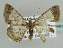  (Zamarada dorsiplaga - BC ZSM Lep 44461)  @14 [ ] CreativeCommons - Attribution Non-Commercial Share-Alike (2010) Axel Hausmann/Bavarian State Collection of Zoology (ZSM) SNSB, Zoologische Staatssammlung Muenchen