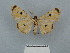  ( - BC ZSM Lep 44462)  @11 [ ] CreativeCommons - Attribution Non-Commercial Share-Alike (2020) SNSB, Staatliche Naturwissenschaftliche Sammlungen Bayerns ZSM (SNSB, Zoologische Staatssammlung Muenchen)
