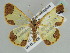  (Zamarada AH04Tz - BC ZSM Lep 44464)  @14 [ ] CreativeCommons - Attribution Non-Commercial Share-Alike (2010) Axel Hausmann/Bavarian State Collection of Zoology (ZSM) SNSB, Zoologische Staatssammlung Muenchen