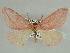  ( - BC ZSM Lep 44471)  @14 [ ] CreativeCommons - Attribution Non-Commercial Share-Alike (2010) Axel Hausmann/Bavarian State Collection of Zoology (ZSM) SNSB, Zoologische Staatssammlung Muenchen