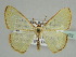  ( - BC ZSM Lep 44472)  @14 [ ] CreativeCommons - Attribution Non-Commercial Share-Alike (2010) Axel Hausmann/Bavarian State Collection of Zoology (ZSM) SNSB, Zoologische Staatssammlung Muenchen