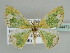  ( - BC ZSM Lep 44473)  @13 [ ] CreativeCommons - Attribution Non-Commercial Share-Alike (2010) Axel Hausmann/Bavarian State Collection of Zoology (ZSM) SNSB, Zoologische Staatssammlung Muenchen