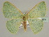  ( - BC ZSM Lep 44474)  @13 [ ] CreativeCommons - Attribution Non-Commercial Share-Alike (2010) Axel Hausmann/Bavarian State Collection of Zoology (ZSM) SNSB, Zoologische Staatssammlung Muenchen