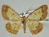 ( - BC ZSM Lep 44479)  @13 [ ] CreativeCommons - Attribution Non-Commercial Share-Alike (2010) Axel Hausmann/Bavarian State Collection of Zoology (ZSM) SNSB, Zoologische Staatssammlung Muenchen
