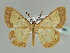  ( - BC ZSM Lep 44481)  @14 [ ] CreativeCommons - Attribution Non-Commercial Share-Alike (2010) Axel Hausmann/Bavarian State Collection of Zoology (ZSM) SNSB, Zoologische Staatssammlung Muenchen