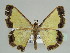  (Zamarada gamma - BC ZSM Lep 44482)  @13 [ ] CreativeCommons - Attribution Non-Commercial Share-Alike (2010) Axel Hausmann/Bavarian State Collection of Zoology (ZSM) SNSB, Zoologische Staatssammlung Muenchen