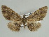  (Omphalucha AH01Tz - BC ZSM Lep 44486)  @14 [ ] CreativeCommons - Attribution Non-Commercial Share-Alike (2010) Axel Hausmann/Bavarian State Collection of Zoology (ZSM) SNSB, Zoologische Staatssammlung Muenchen