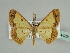  ( - BC ZSM Lep 44489)  @13 [ ] CreativeCommons - Attribution Non-Commercial Share-Alike (2010) Axel Hausmann/Bavarian State Collection of Zoology (ZSM) SNSB, Zoologische Staatssammlung Muenchen