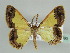  ( - BC ZSM Lep 44490)  @14 [ ] CreativeCommons - Attribution Non-Commercial Share-Alike (2010) Axel Hausmann/Bavarian State Collection of Zoology (ZSM) SNSB, Zoologische Staatssammlung Muenchen