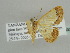  ( - BC ZSM Lep 44493)  @12 [ ] CreativeCommons - Attribution Non-Commercial Share-Alike (2010) Axel Hausmann/Bavarian State Collection of Zoology (ZSM) SNSB, Zoologische Staatssammlung Muenchen