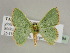 ( - BC ZSM Lep 44494)  @14 [ ] CreativeCommons - Attribution Non-Commercial Share-Alike (2010) Axel Hausmann/Bavarian State Collection of Zoology (ZSM) SNSB, Zoologische Staatssammlung Muenchen