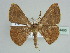  (Pycnostega - BC ZSM Lep 44495)  @15 [ ] CreativeCommons - Attribution Non-Commercial Share-Alike (2010) Axel Hausmann/Bavarian State Collection of Zoology (ZSM) SNSB, Zoologische Staatssammlung Muenchen
