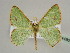  (Euproutia - BC ZSM Lep 44496)  @14 [ ] CreativeCommons - Attribution Non-Commercial Share-Alike (2010) Axel Hausmann/Bavarian State Collection of Zoology (ZSM) SNSB, Zoologische Staatssammlung Muenchen