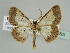  (Zamarada AH13Tz - BC ZSM Lep 44501)  @14 [ ] CreativeCommons - Attribution Non-Commercial Share-Alike (2010) Axel Hausmann/Bavarian State Collection of Zoology (ZSM) SNSB, Zoologische Staatssammlung Muenchen