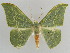  (Tanaorhinus reciprocata - BC ZSM Lep 45087)  @15 [ ] CreativeCommons - Attribution Non-Commercial Share-Alike (2010) Axel Hausmann/Bavarian State Collection of Zoology (ZSM) SNSB, Zoologische Staatssammlung Muenchen