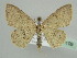  ( - BC ZSM Lep 45109)  @14 [ ] CreativeCommons - Attribution Non-Commercial Share-Alike (2010) Axel Hausmann/Bavarian State Collection of Zoology (ZSM) SNSB, Zoologische Staatssammlung Muenchen