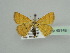  ( - BC ZSM Lep 45148)  @11 [ ] CreativeCommons - Attribution Non-Commercial Share-Alike (2010) Axel Hausmann/Bavarian State Collection of Zoology (ZSM) SNSB, Zoologische Staatssammlung Muenchen
