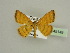  ( - BC ZSM Lep 45149)  @11 [ ] CreativeCommons - Attribution Non-Commercial Share-Alike (2010) Axel Hausmann/Bavarian State Collection of Zoology (ZSM) SNSB, Zoologische Staatssammlung Muenchen