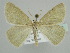  ( - BC ZSM Lep 45153)  @13 [ ] CreativeCommons - Attribution Non-Commercial Share-Alike (2010) Axel Hausmann/Bavarian State Collection of Zoology (ZSM) SNSB, Zoologische Staatssammlung Muenchen